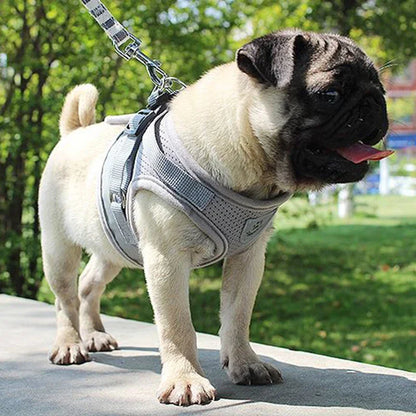 Mesh Dog Harness & Lead