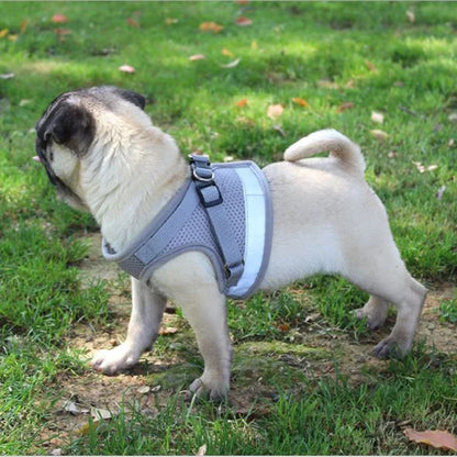 Mesh Dog Harness & Lead